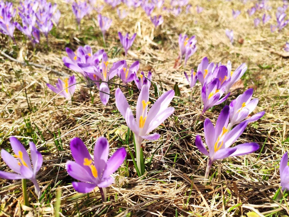 Western Tatras Slovakia Bjelipotok Kültér fotó